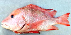 100 G Snapper (Fish) (Mixed Species)