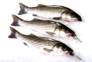 100 G Striped Bass