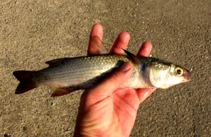 100 G Striped Mullet (Fish)