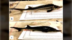 100 G Sturgeon (Fish) (Mixed Species)