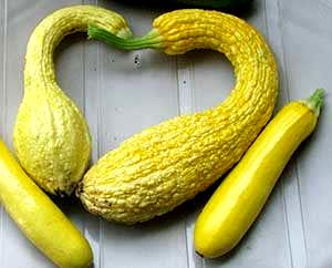 100 G Summer Squash (Crookneck and Straightneck)