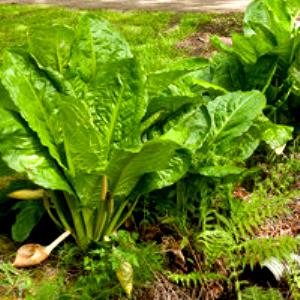 100 G Swamp Cabbage (Skunk Cabbage)