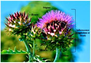 100 G Thistle Leaves (Fat Not Added in Cooking)