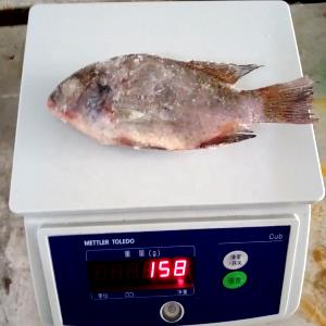 100 G Tilapia (Fish)