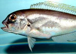 100 G Tilefish (Cooked, Dry Heat)