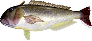 100 G Tilefish