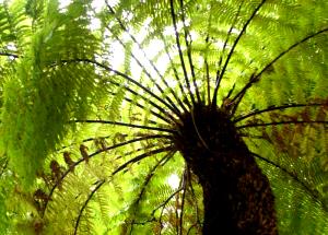 100 G Tree Fern (Without Salt, Cooked)