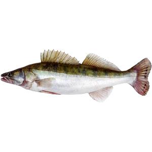 100 G Walleye Pike (Fish)