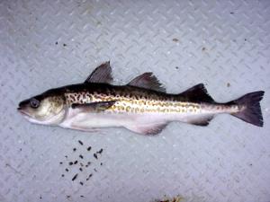 100 G Walleye Pollock (Fish)