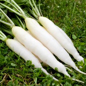 100 G White Icicle Radishes