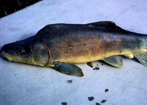100 G White Sucker (Fish) (Cooked, Dry Heat)