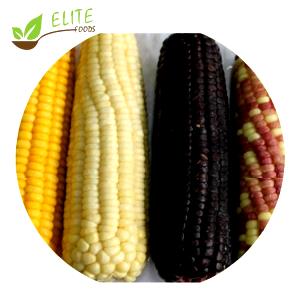 100 G White Sweet Corn (Kernels On Cob, Frozen)