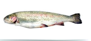100 G Wild Rainbow Trout