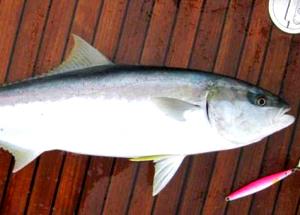 100 G Yellowtail (Fish) (Mixed Species)