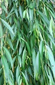 100 G Young Chopped Willow Leaves (Alaska Native)