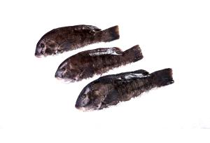 100 Grams Blackfish, Whole