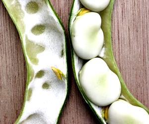 100 Grams Broad Bean, Mature, Boiled, No Added Salt, Drained (Fava)