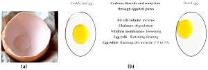 100 Grams Egg White, Dried Solids, Type P-20