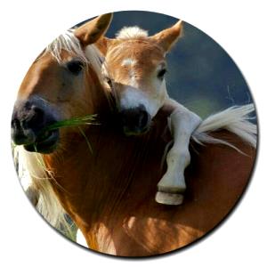 100 Grams Foal, Top Round