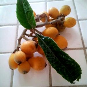100 Grams Loquat