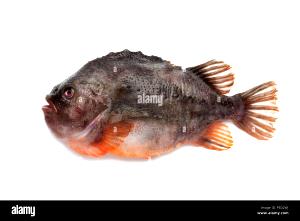 100 Grams Lumpsucker, Female, Flesh, Raw