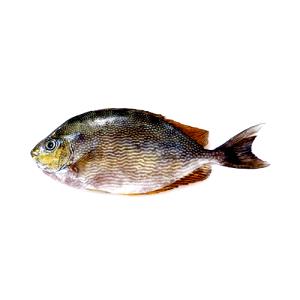 100 Grams Rabbitfish, Raw