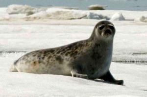100 Grams Ringed Seal, Liver