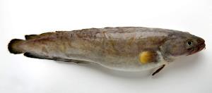 100 Grams Tusk, Fillet, Raw