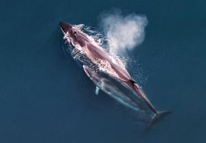100 Grams Whale Meat (Fin Whale & Sei Whale)