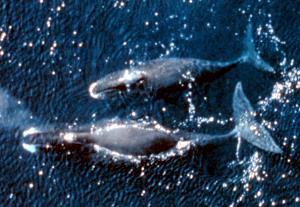 100 Grams Whale Oil (Bowhead)