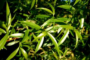 100 Grams Willow Leaves, Young, Chopped