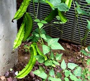 100 Grams Winged Bean Leaves, Raw