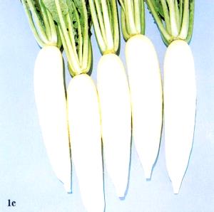2/3 cup (85 g) Chinese Radish (Lo Bok)