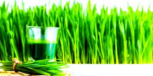2 cubes (35 ml) Wheatgrass Juice