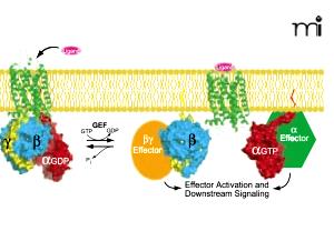 2 scoops (30.25 g) Protein & Greens