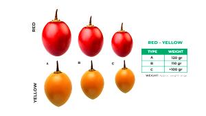 2 tamarillos (120 g) Red Tamarillos