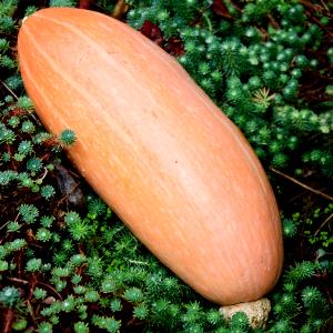 3/4 cup (85 g) Banana Squash