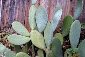 3/4 cup (85 g) Cactus Pads