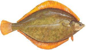 3 oz (85 g) Wild Alaskan Flounder