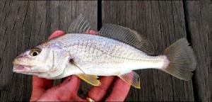 3 Oz Atlantic Croaker