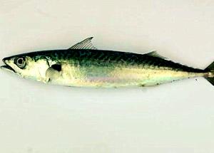 3 Oz Atlantic Mackerel (Cooked, Dry Heat)