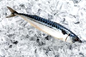 3 Oz Atlantic Mackerel