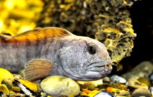 3 Oz Atlantic Wolfish