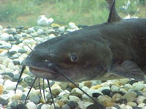 3 Oz Channel Catfish (Farmed)