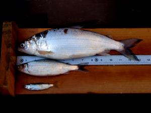 3 Oz Cisco (Fish)