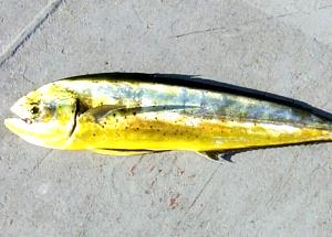 3 Oz Dolphinfish (Cooked, Dry Heat)