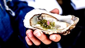 3 Oz Eastern Oyster (Cooked, Breaded and Fried)