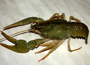 3 Oz Farmed Crayfish (Mixed Species, Cooked, Moist Heat)