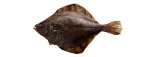 3 Oz Flatfish (Flounder and Sole Species)