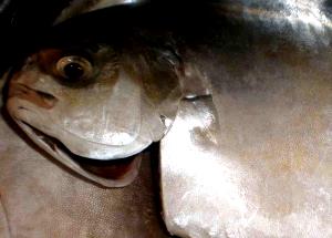3 Oz Florida Pompano (Fish) (Cooked, Dry Heat)